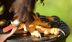 Weißkopf-Seeadler (26).jpg